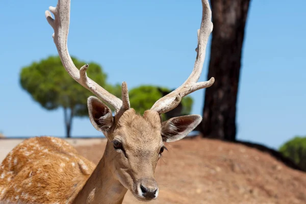 Cuerpo de Springbok fotografiado de cerca, sobre un fondo verde natural. Animal marrón claro, ojos grandes. Son mamíferos y herbívoros. Animales y naturaleza . — Foto de Stock