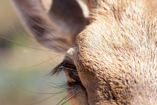 Ciało Springbok fotografowane blisko, na zielonym tle naturalnym. Jasnobrązowe zwierzę, duże oczy. Są to ssaki i roślinożerne. Zwierzęta i przyroda. — Zdjęcie stockowe
