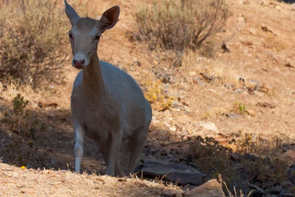 Corps Springbok photographié de près, sur un fond naturel vert. Animal brun clair, grands yeux. Ce sont des mammifères et des herbivores. Animaux et nature . — Photo