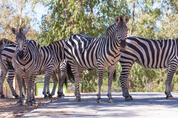 Zebra sürüde, dağlarda, kayaların yanında ve doğal bir arka planda. Hayvanların etrafındaki bitkiler, sıcak yaşam alanı. Zebra sürüile ilgili. Doğa, hayvanlar — Stok fotoğraf
