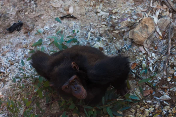 Dois chimpanzés sentados no chão, nas montanhas, ao lado de rochas e em um fundo natural. Habitat quente. Chimpanzés relacionados um com o outro. Cada um com algo nas mãos. Natureza, animais — Fotografia de Stock