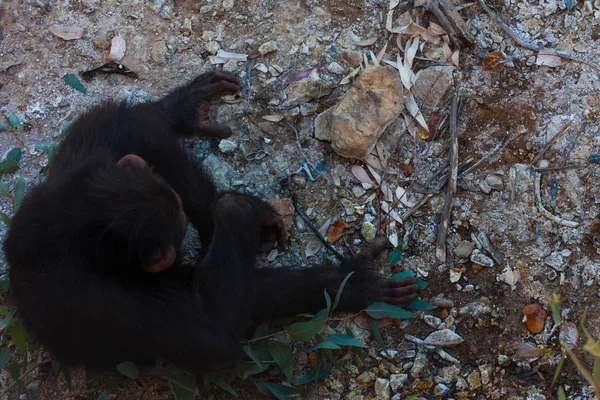 Dois chimpanzés sentados no chão, nas montanhas, ao lado de rochas e em um fundo natural. Habitat quente. Chimpanzés relacionados um com o outro. Cada um com algo nas mãos. Natureza, animais — Fotografia de Stock