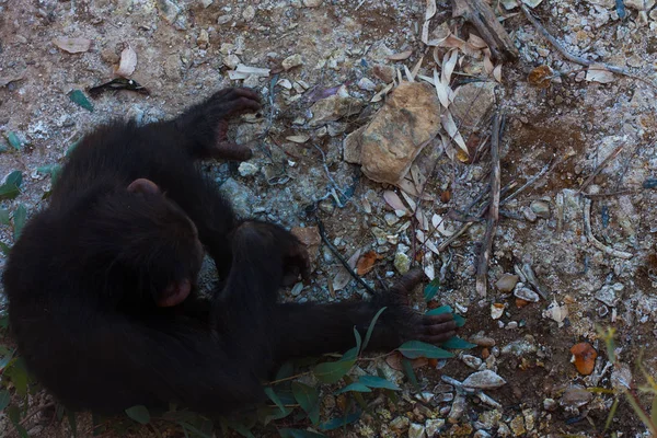 Dois chimpanzés sentados no chão, nas montanhas, ao lado de rochas e em um fundo natural. Habitat quente. Chimpanzés relacionados um com o outro. Cada um com algo nas mãos. Natureza, animais — Fotografia de Stock