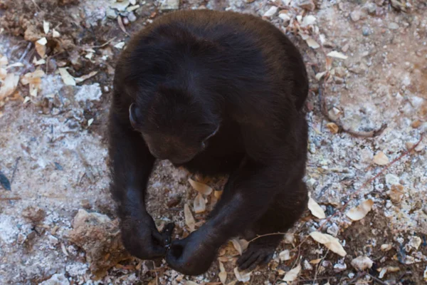 Dois chimpanzés sentados no chão, nas montanhas, ao lado de rochas e em um fundo natural. Habitat quente. Chimpanzés relacionados um com o outro. Cada um com algo nas mãos. Natureza, animais — Fotografia de Stock