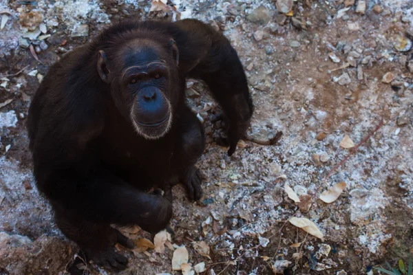 Dos chimpancés sentados en el suelo, en las montañas, junto a las rocas y en un fondo natural. Un hábitat caliente. Chimpancés relacionados entre sí. Cada uno con algo en sus manos. Naturaleza, animales — Foto de Stock