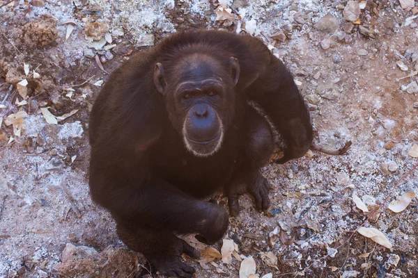 Dois chimpanzés sentados no chão, nas montanhas, ao lado de rochas e em um fundo natural. Habitat quente. Chimpanzés relacionados um com o outro. Cada um com algo nas mãos. Natureza, animais — Fotografia de Stock