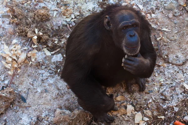 Dois chimpanzés sentados no chão, nas montanhas, ao lado de rochas e em um fundo natural. Habitat quente. Chimpanzés relacionados um com o outro. Cada um com algo nas mãos. Natureza, animais — Fotografia de Stock