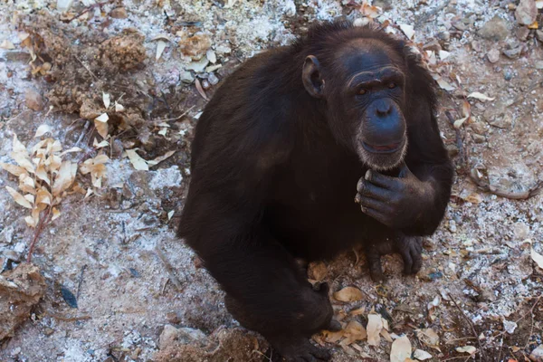 Dois chimpanzés sentados no chão, nas montanhas, ao lado de rochas e em um fundo natural. Habitat quente. Chimpanzés relacionados um com o outro. Cada um com algo nas mãos. Natureza, animais — Fotografia de Stock