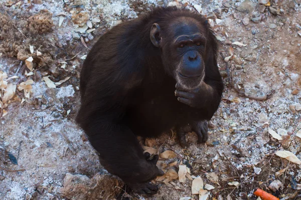 Dois chimpanzés sentados no chão, nas montanhas, ao lado de rochas e em um fundo natural. Habitat quente. Chimpanzés relacionados um com o outro. Cada um com algo nas mãos. Natureza, animais — Fotografia de Stock