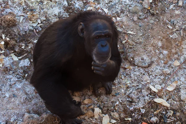 Dois chimpanzés sentados no chão, nas montanhas, ao lado de rochas e em um fundo natural. Habitat quente. Chimpanzés relacionados um com o outro. Cada um com algo nas mãos. Natureza, animais — Fotografia de Stock