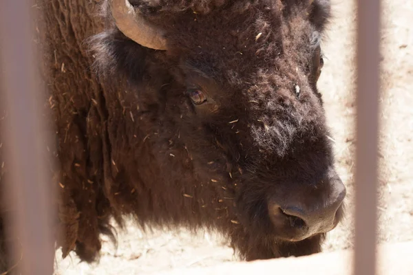 American bison i en naturpark, vissa stående, andra liggande, och andra med unga nära dem. Djur på en naturlig bakgrund, full av träd och klippor. Sett upp nära, lugna djur. — Stockfoto