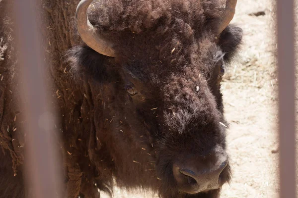 Doğal bir parkta Amerikan bizonu, bazıları ayakta, diğerleri yalan söylüyor, ve diğerleri de yakınlarında genç. Ağaçlar ve kayalarla dolu doğal bir arka plandaki hayvanlar. Yakından, sakin hayvanlar görüldü.