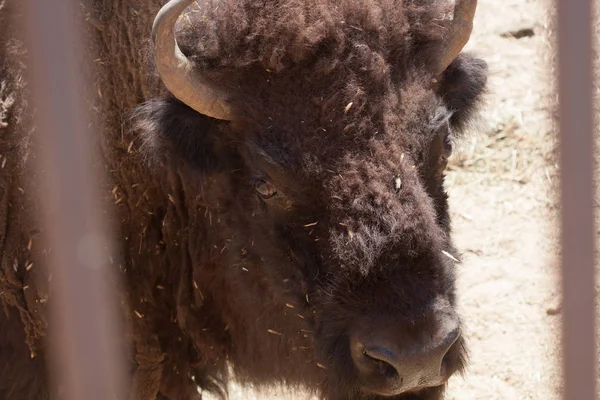 Bisonte americano em um parque natural, alguns de pé, outros deitado, e outros com jovens perto deles. Animais em um fundo natural, cheio de árvores e rochas. Visto de perto, animais calmos . — Fotografia de Stock