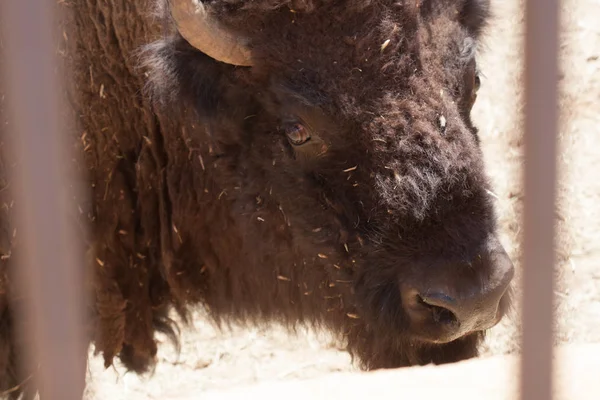 Doğal bir parkta Amerikan bizonu, bazıları ayakta, diğerleri yalan söylüyor, ve diğerleri de yakınlarında genç. Ağaçlar ve kayalarla dolu doğal bir arka plandaki hayvanlar. Yakından, sakin hayvanlar görüldü.