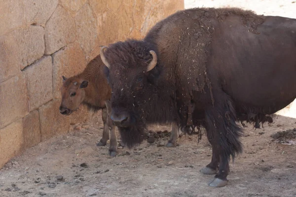 American bison i en naturpark, vissa stående, andra liggande, och andra med unga nära dem. Djur på en naturlig bakgrund, full av träd och klippor. Sett upp nära, lugna djur. — Stockfoto