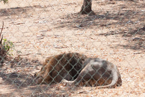 Lion inside a fence, resting enduring the heat of the day, tired. Caged carnivore animal. Calm lion.