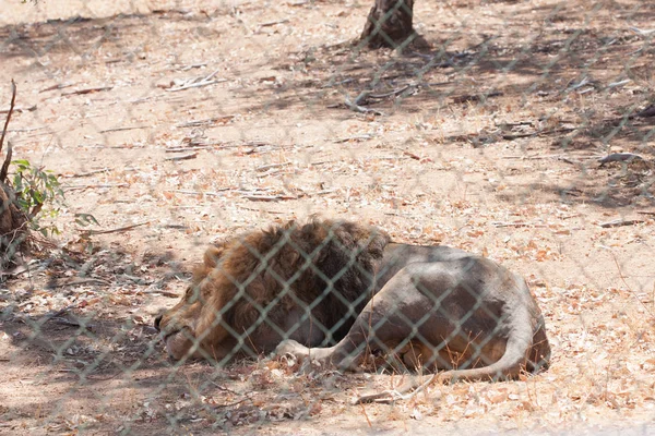 Lion inside a fence, resting enduring the heat of the day, tired. Caged carnivore animal. Calm lion.