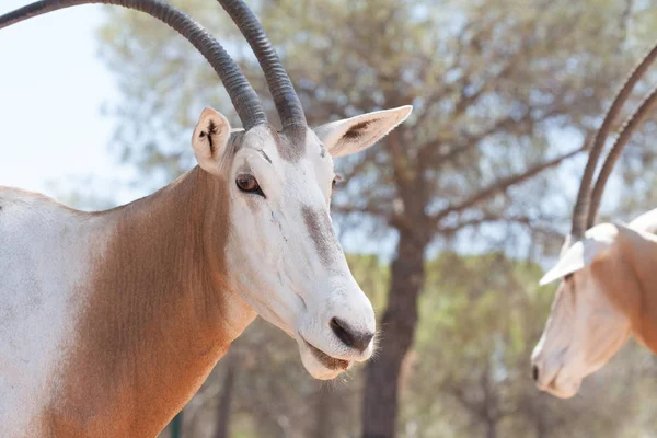 Vedere atentă a oryxului în turmă, în munți, lângă stânci și într-un mediu natural. Macro de animale, habitat fierbinte. Oryx legat de ambalaj. Animale naturale — Fotografie, imagine de stoc