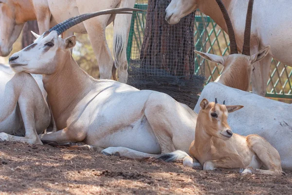 Zamknij widok Oryx w stadzie, w górach, obok skał i w naturalnym środowisku. Makro zwierząt, gorące siedliska. Oryx związane z pakietem. Zwierzęta przyrodnicze — Zdjęcie stockowe