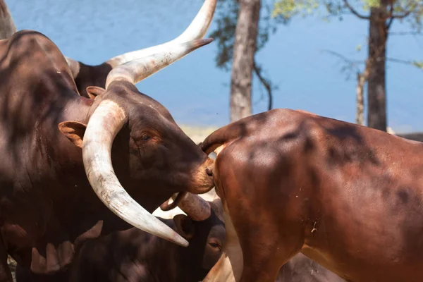 Watusi w stadzie, w górach, obok skał i w naturalnym tle. Rośliny wokół zwierząt, gorące siedliska. Watusi związane z pakietem. Przyroda, zwierzęta — Zdjęcie stockowe