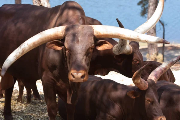 Watusi w stadzie, w górach, obok skał i w naturalnym tle. Rośliny wokół zwierząt, gorące siedliska. Watusi związane z pakietem. Przyroda, zwierzęta — Zdjęcie stockowe