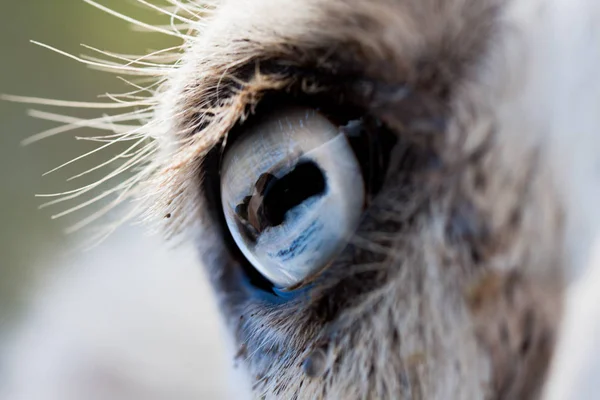 Kamele Auge aus der Nähe fotografiert, auf einem grünen natürlichen Hintergrund. hellbraunes Tier, große Augen. Sie sind Säugetiere und Pflanzenfresser. Tiere und Natur. — Stockfoto
