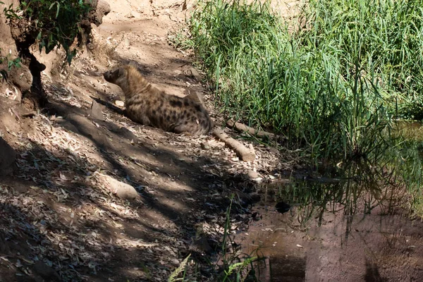 Hyena deitada, descansando na areia da montanha, ao lado de rochas e em um fundo natural. Plantas em torno do animal, habitat quente. A Hyena à procura de comida. Selvagem, carnívora . — Fotografia de Stock