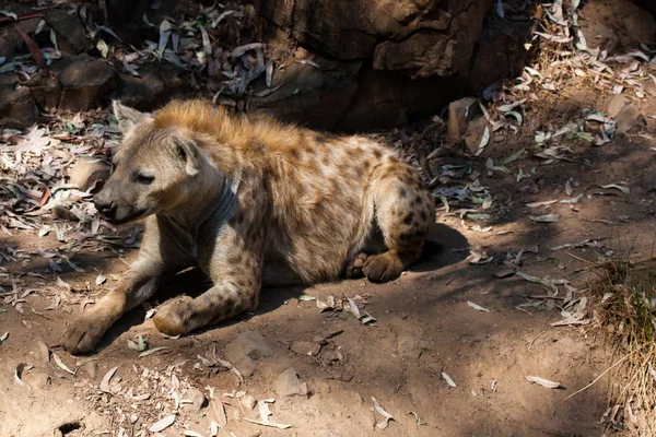 Hieny leżącej, spoczywającej w piasku góry, obok skał i w naturalnym tle. Rośliny wokół zwierzęcia, gorące siedliska. Hyena szuka jedzenia. Dzikie, mięsożerne. — Zdjęcie stockowe
