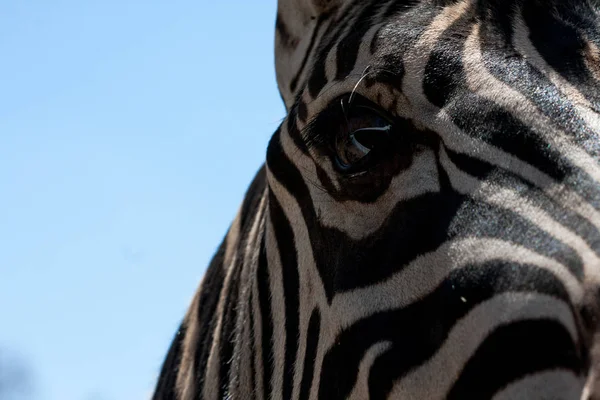 Sürüdeki zebranın yakın görünümü, dağlarda, kayaların yanında ve doğal arka planda. Hayvanların makrosu, sıcak yaşam alanı. Zebra sürüile ilgili. Doğa, hayvanlar — Stok fotoğraf