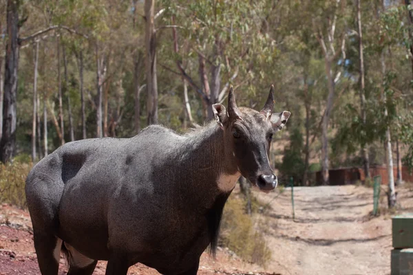 Vista de perto de nilgai em rebanho, nas montanhas, ao lado das rochas e em um ambiente natural. Macro de animais, habitat quente. O Nilgai está relacionado com a matilha. Natureza animais — Fotografia de Stock