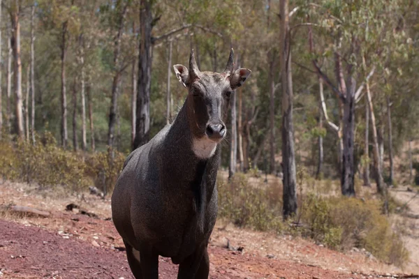 Zamknij widok na nilgai w stadzie, w górach, obok skał i w naturalnym środowisku. Makro zwierząt, gorące siedliska. Nilgai związane z pakietem. Zwierzęta przyrodnicze — Zdjęcie stockowe