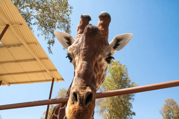 Bir safari zürafa, yakından görülen, doğal ve sıcak bir arka plan ile. Berrak gökyüzü ve mavi arka plan ile. Sıcak yaşam alanı. Zürafalar birbiriyle bağlantılı. Zararsız zürafalar, yiyecek almak isteyen.
