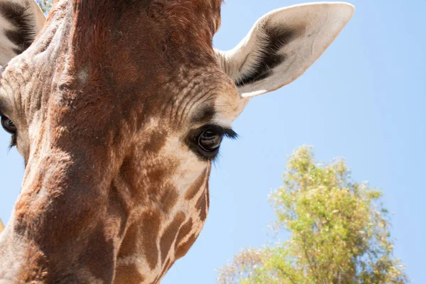 Bir safari zürafa, yakından görülen, doğal ve sıcak bir arka plan ile. Berrak gökyüzü ve mavi arka plan ile. Sıcak yaşam alanı. Zürafalar birbiriyle bağlantılı. Zararsız zürafalar, yiyecek almak isteyen.
