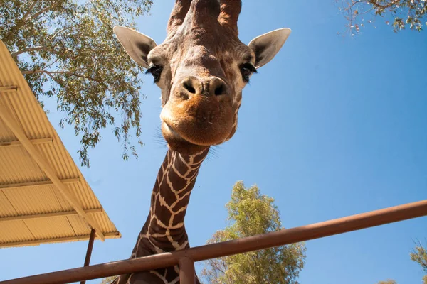 Bir safari zürafa, yakından görülen, doğal ve sıcak bir arka plan ile. Berrak gökyüzü ve mavi arka plan ile. Sıcak yaşam alanı. Zürafalar birbiriyle bağlantılı. Zararsız zürafalar, yiyecek almak isteyen.
