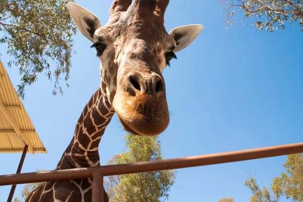 Bir safari zürafa, yakından görülen, doğal ve sıcak bir arka plan ile. Berrak gökyüzü ve mavi arka plan ile. Sıcak yaşam alanı. Zürafalar birbiriyle bağlantılı. Zararsız zürafalar, yiyecek almak isteyen.