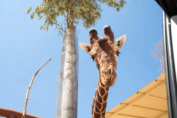 Bir safari zürafa, yakından görülen, doğal ve sıcak bir arka plan ile. Berrak gökyüzü ve mavi arka plan ile. Sıcak yaşam alanı. Zürafalar birbiriyle bağlantılı. Zararsız zürafalar, yiyecek almak isteyen.