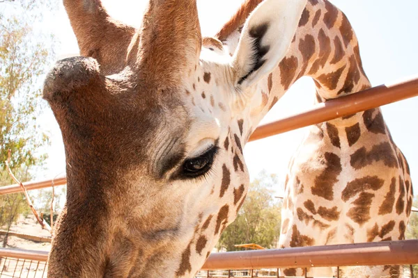 Bir safari zürafa, yakından görülen, doğal ve sıcak bir arka plan ile. Berrak gökyüzü ve mavi arka plan ile. Sıcak yaşam alanı. Zürafalar birbiriyle bağlantılı. Zararsız zürafalar, yiyecek almak isteyen.