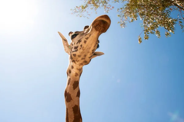 Jirafa en un safari, visto de cerca, con un fondo natural y cálido. Con el cielo despejado y fondo azul. Un hábitat caliente. Jirafas relacionadas entre sí. Jirafas inofensivas, queriendo recibir comida . — Foto de Stock