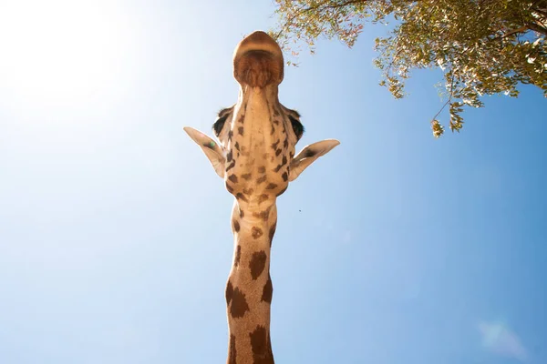 Jirafa en un safari, visto de cerca, con un fondo natural y cálido. Con el cielo despejado y fondo azul. Un hábitat caliente. Jirafas relacionadas entre sí. Jirafas inofensivas, queriendo recibir comida . — Foto de Stock