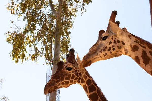 Giraffe on a safari, seen closely, with a natural and warm background. With the clear sky and blue background. Hot habitat. Giraffes related to each other. Harmless giraffes, wanting to receive food. — Stock Photo, Image