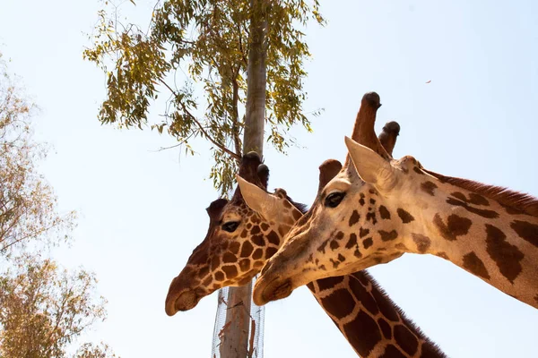 Jirafa en un safari, visto de cerca, con un fondo natural y cálido. Con el cielo despejado y fondo azul. Un hábitat caliente. Jirafas relacionadas entre sí. Jirafas inofensivas, queriendo recibir comida . — Foto de Stock