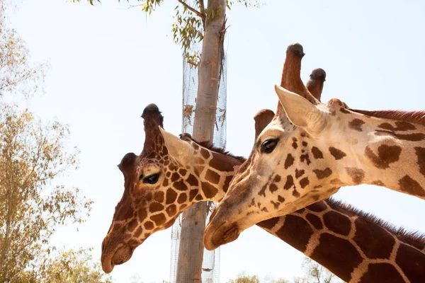 Bir safari zürafa, yakından görülen, doğal ve sıcak bir arka plan ile. Berrak gökyüzü ve mavi arka plan ile. Sıcak yaşam alanı. Zürafalar birbiriyle bağlantılı. Zararsız zürafalar, yiyecek almak isteyen.