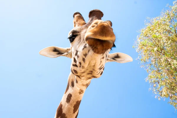 Jirafa en un safari, visto de cerca, con un fondo natural y cálido. Con el cielo despejado y fondo azul. Un hábitat caliente. Jirafas relacionadas entre sí. Jirafas inofensivas, queriendo recibir comida . — Foto de Stock