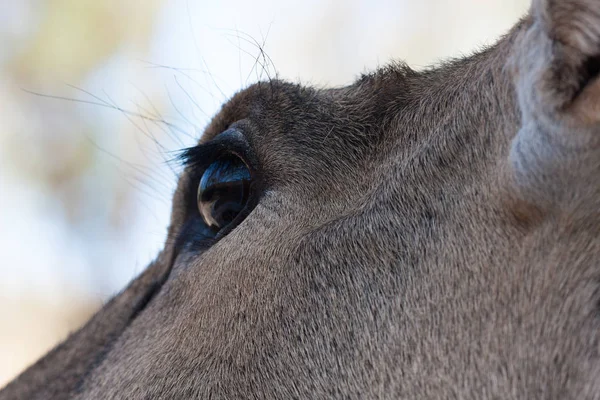Ciało Springbok fotografowane blisko, na zielonym tle naturalnym. Jasnobrązowe zwierzę, duże oczy. Są to ssaki i roślinożerne. Zwierzęta i przyroda. — Zdjęcie stockowe