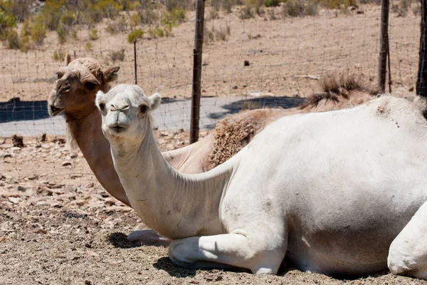 Camellos fotografiados de cerca, sobre un fondo verde natural. Animal marrón claro, ojos grandes. Son mamíferos y herbívoros. Animales y naturaleza . — Foto de Stock