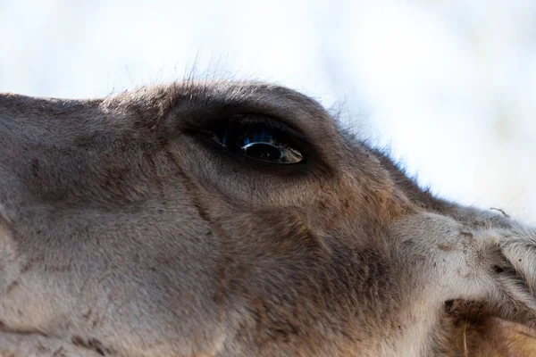 Cuerpo Lama fotografiado de cerca, sobre un fondo verde natural. Animal marrón claro, ojos grandes. Son mamíferos y herbívoros. Animales y naturaleza . — Foto de Stock
