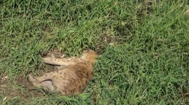 4k Ultra Hd Bir çit içinde bir sırtlan kapatın, günün sıcağında dayanacak istirahat, yorgun. Çimenlerin üzerinde dinlenen etobur hayvan. Yaz sıcak. Sessiz sırtlan.