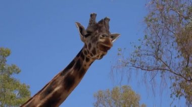 4k. Ultra Hd Zürafa parlak bir gün altında sebze yiyor. Etrafında ağaçlar olan uzun zürafa boynu. Zürafa, doğal arka plan, hayvanat bahçesinde yemek. Yazın sıcak hava. Zürafa, otobur.