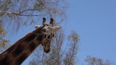 4k. Ultra Hd Zürafa parlak bir gün altında sebze yiyor. Etrafında ağaçlar olan uzun zürafa boynu. Zürafa, doğal arka plan, hayvanat bahçesinde yemek. Yazın sıcak hava. Zürafa, otobur.