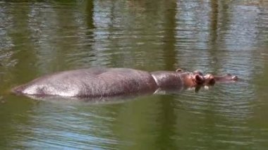 4k Ultra Hd. Su aygırı bir göletin suyuna batırıldı. Kirli yeşil su. Biz su aygırı yüzeyden su ayinleri batırıyoruz. Cüce Su aygırı. Gün ışığında, sıcak yaz.